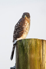 cooper's hawk bird