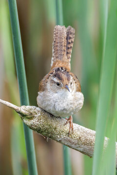 Marsh wren bird