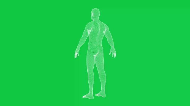 Male human body 3d wireframe hologram rotating loop animation on green screen background