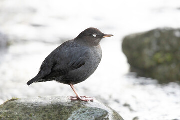 American dipper bird