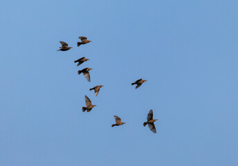 a flock of starlings flying high against the blue sky in a summer garden