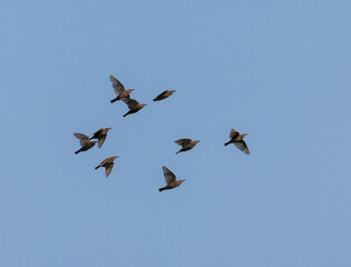 a flock of starlings flying high against the blue sky in a summer garden