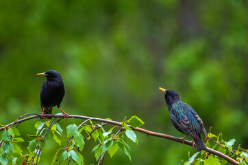 two starlings sitting on tree branches in spring park