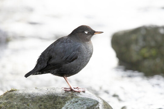 American dipper bird