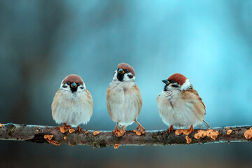 three sparrow birds sitting on a tree branch in a winter park © nataba