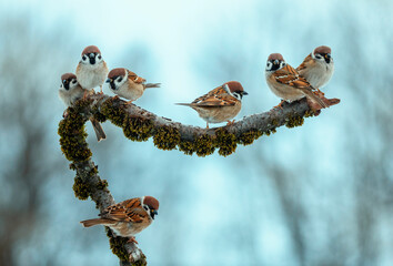 a flock of sparrow birds sitting on a tree branch in a park © nataba