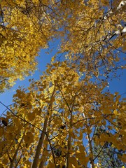 yellow autumn leaves
