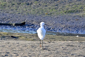 White Egret , Egretta garzett, on the muddy shore