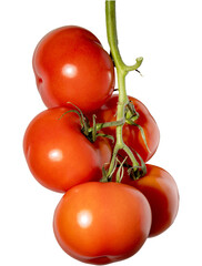 Large ripe red tomatoes on a vine. Vegetable harvest. PNG