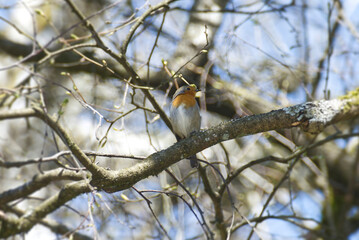 European robin (Erithacus rubecula) sitting on a tree branch in Zurich, Switzerland