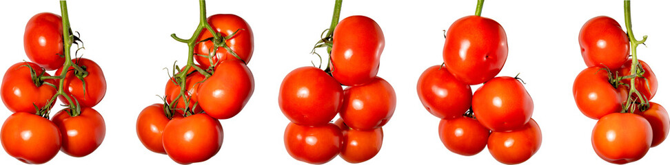 Large ripe red tomatoes on a vine. Vegetable harvest. PNG