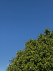 trees and sky