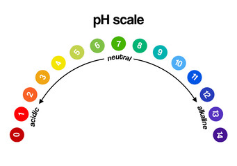 pH scale isolated on white background. Color pH value scale chart meter infographic. Litmus paper indicator for acid-alkaline solution, vector illustration