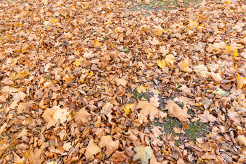 the old maple leaves that have long since fallen to the ground which have turned rusty orange, the ground strewn with maple leaves in the park with deciduous trees
