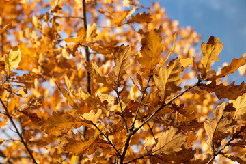 red autumn oak foliage against the sky in early November, beautiful rusty oak foliage in the autumn season in sunny weather