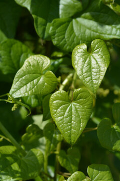 Black bryony leaves - Latin name - Dioscorea communis