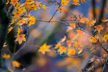 A peaceful and harmonious close-up of bright yellow and orange Japanese maple leaves in autumn,...