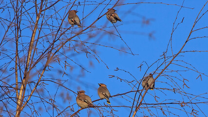 A flock of waxwings sits on a birch tree on a sunny winter day. Bohemian Waxwing (Bombycilla garrulus).