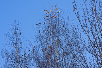 A flock of waxwings sits on a birch tree on a sunny winter day. Bohemian Waxwing (Bombycilla garrulus).