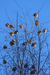 A flock of waxwings sits on a birch tree on a sunny winter day. Bohemian Waxwing (Bombycilla garrulus).