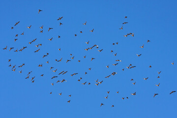 A large flock of waxwings flies across the blue sky on a sunny winter day. Bohemian Waxwing (Bombycilla garrulus).