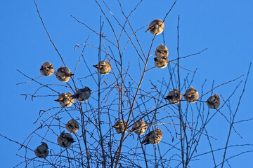 A flock of waxwings sits on a birch tree on a sunny winter day. Bohemian Waxwing (Bombycilla garrulus).