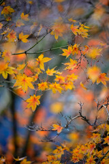 A peaceful and harmonious close-up of bright yellow and orange Japanese maple leaves in autumn, featuring a blurred botanical background. Perfect for mindfulness and eco-friendly design.