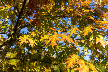 autumn bright yellowing foliage of an oak in the autumn season, bright sunny weather in the park with beautiful yellow leaves on oak branches , against a clear blue sky