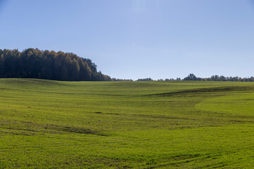 new green wheat sprouts illuminated by bright sunlight in the autumn season and a forest on the horizon, a field with lots of frost-resistant green wheat sprouts and a forest with a sky