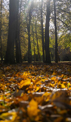 maple foliage in autumn , big changes in the forest on maple trees in autumn, the sun shines through the trees and shines through the yellow foliage