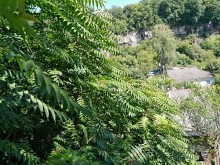 green trees in the forest on blue sky background