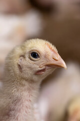 fat chickens in a large industrial enterprise in the field of poultry farming, fat young broiler chickens to ensure the meat industry