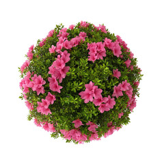 Top view of pink azalea bush, lush green leaves and delicate petals isolated on white or transparent background 