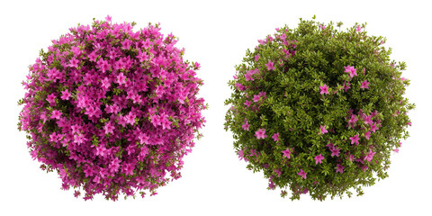 view of pink azalea bush, lush green leaves and delicate petals isolated on white or transparent background 