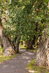 a paved alley in the park between ancient huge oak trees in windy weather, wide trunks of oak trees growing along the walkway