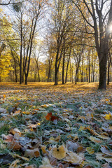 autumn nature at the end of October with falling leaves and trees with yellow and orange foliage during the fall of leaves, beautiful autumn nature in the park