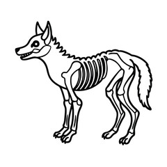 wolf skeleton