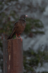 Chiguanco Thrush (Turdus chiguanco) standing on a wooden post