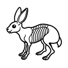 rabbit skeleton