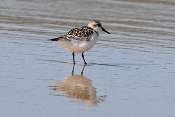 A Sandpiper, Calidris alba.
Reflection in the Shallows