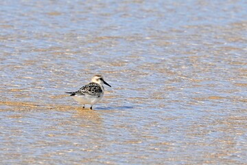 A Sandpiper, Calidris alba.
Reflection in the Shallows