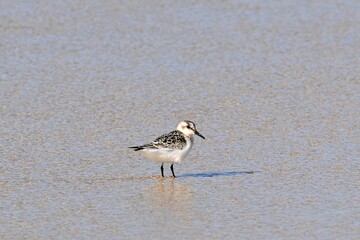 A Sandpiper, Calidris alba.
Reflection in the Shallows