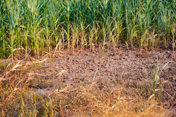 The dry, cracked soil border defines the stressed edge of a green corn field. Illustrating severe agriculture impacts during a relentless afternoon drought. Perfect for environmental graphics.