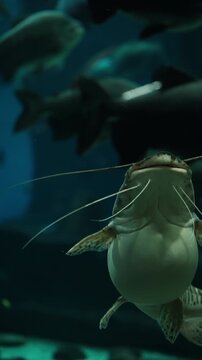 Close-up of a striped catfish with long barbels gliding through a dimly lit aquarium, with blurred silhouettes of larger fish in the background above a sandy, rocky substrate.