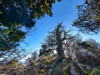Ancient yew, Taxus baccata, Peñamayor mountain range, Nava municipality, Asturias, Spain