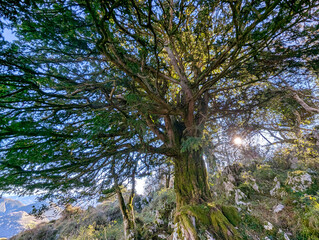 Ancient yew, Taxus baccata, Peñamayor mountain range, Nava municipality, Asturias, Spain