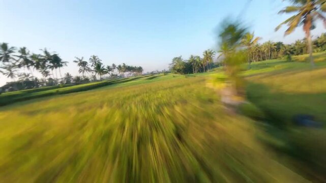High-speed FPV drone flight through a Balinese rice feld.