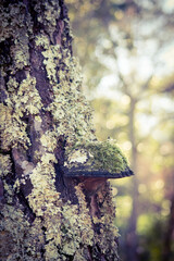 champignon tronc arbre 