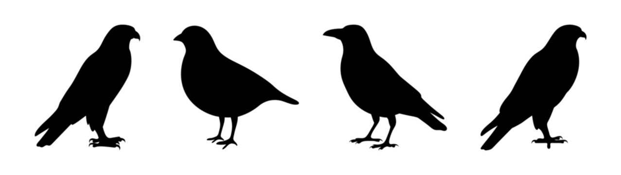 A collection of different bird silhouettes including a hawk, pigeon, and crow in black on white background.