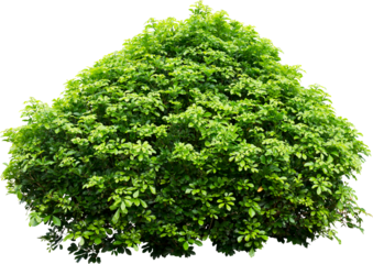 Isolated single tree greenery botanical The tree is completely separated from the white ba background Scientific name Dipterocarpus alatus Green tree isolated on transparent background with clipping p